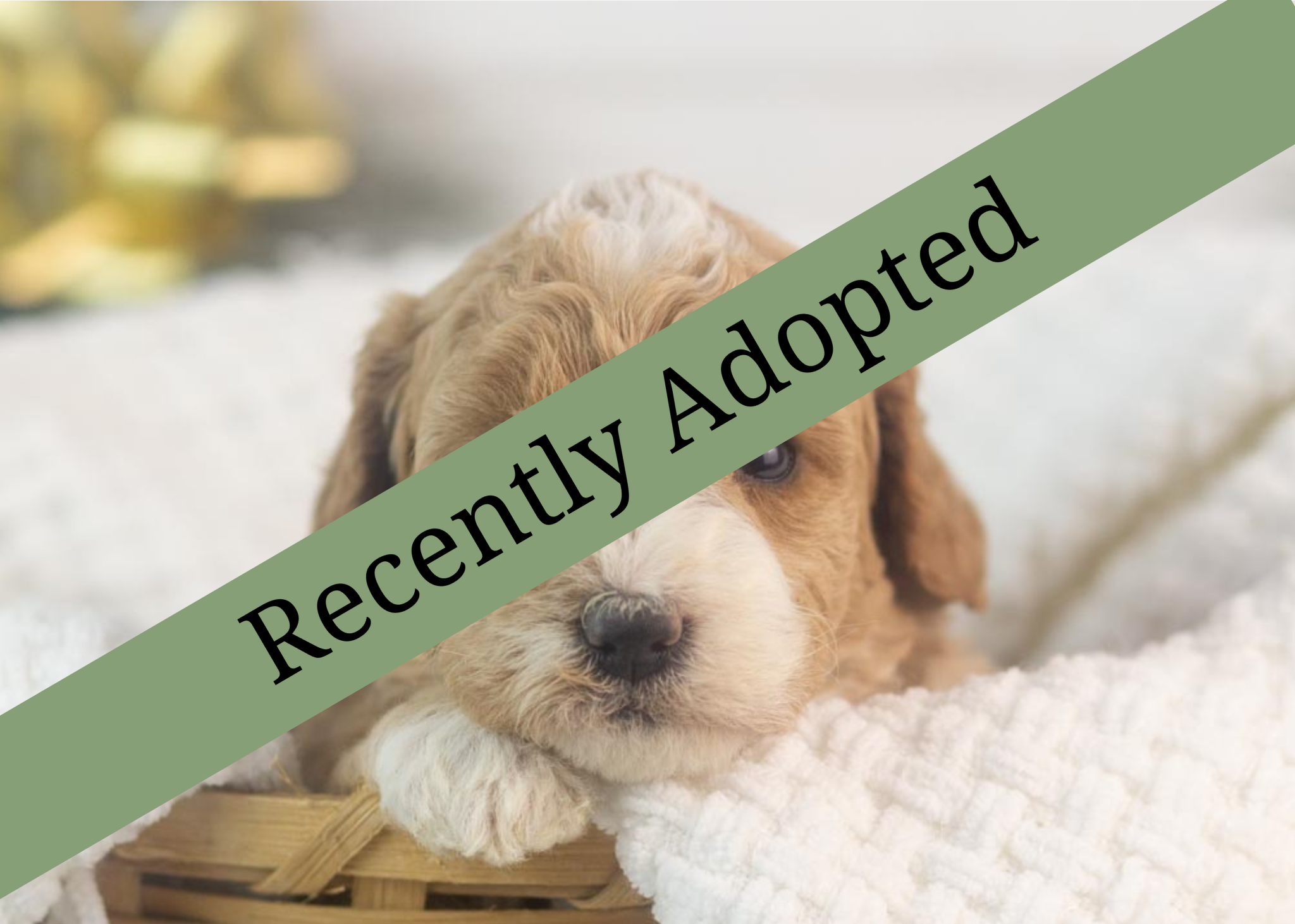 goldendoodle for sale