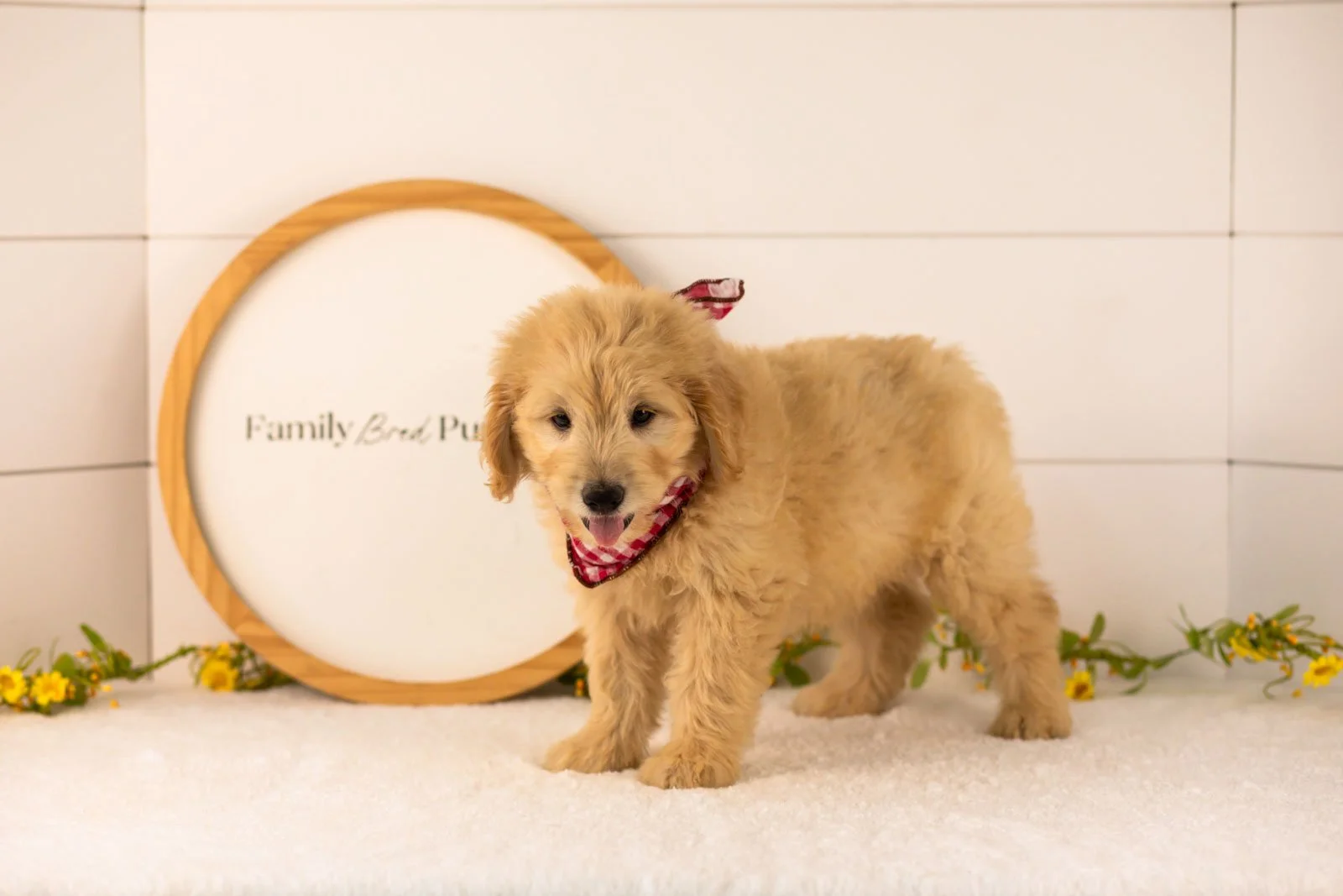 Emery goldendoodle for sale(2).jpg