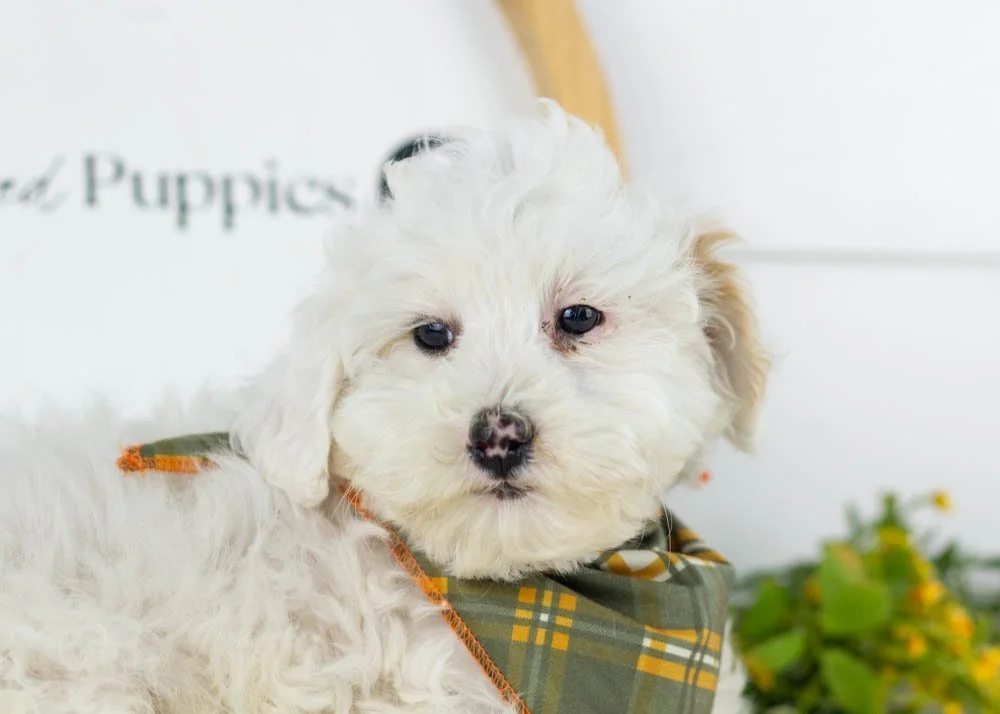 Lucky goldendoodle for sale.(1).jpg