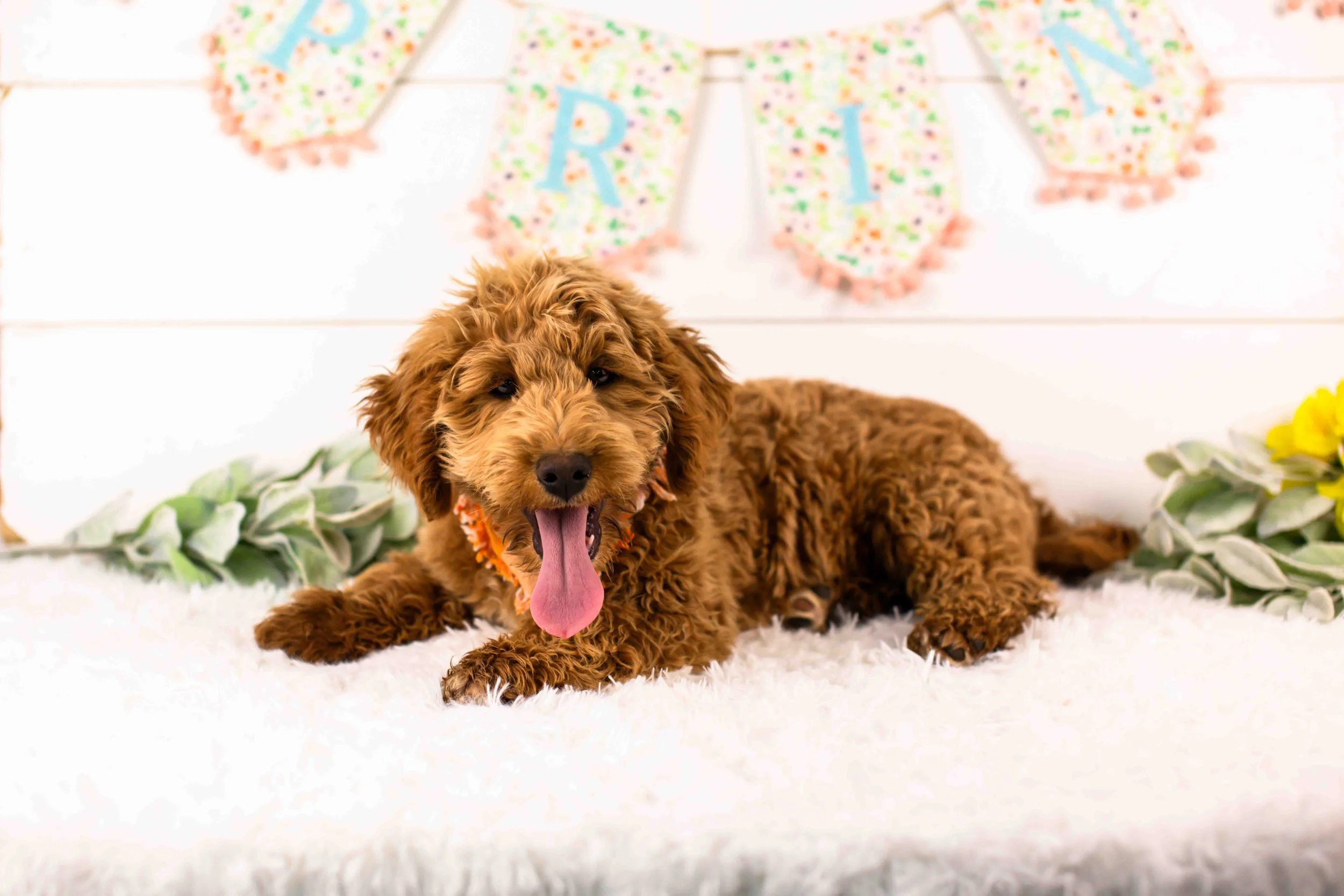 Boone goldendoodle for sale.jpg