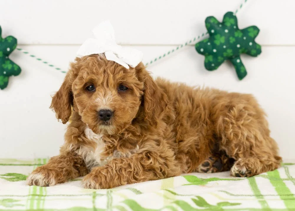truffle goldendoodle for sale(1).jpg