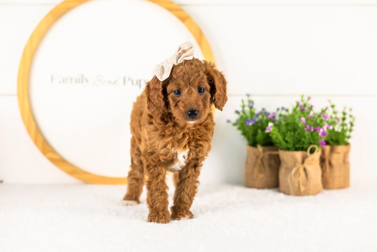 Lexy goldendoodle for sale(2).jpg