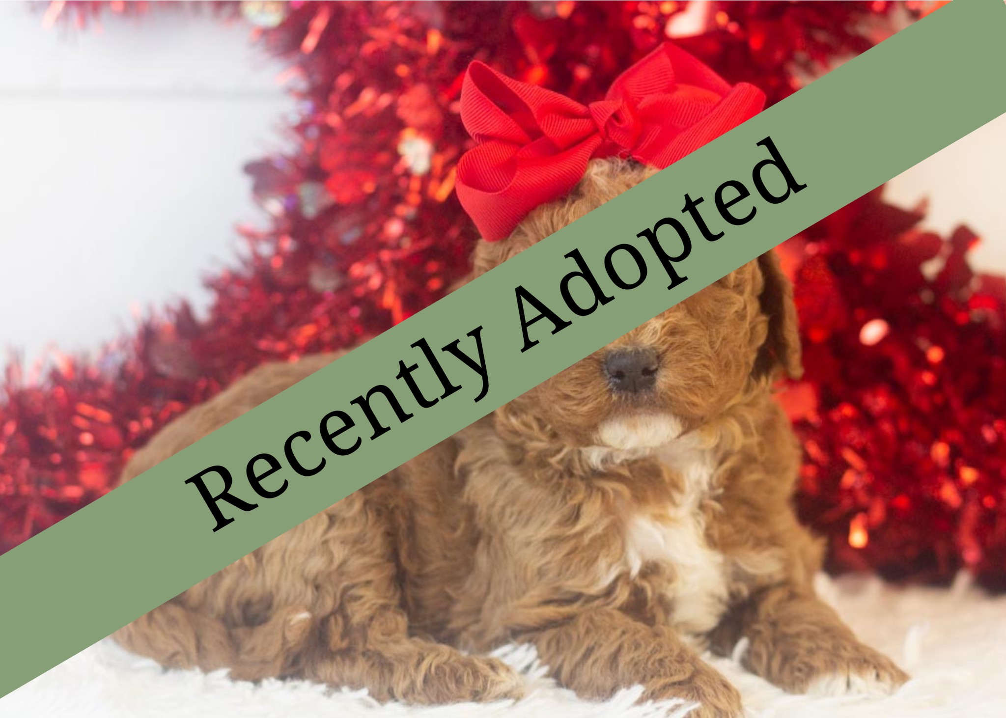 goldendoodle for sale