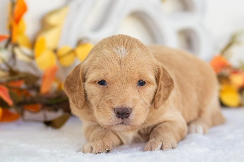 goldendoodle for sale