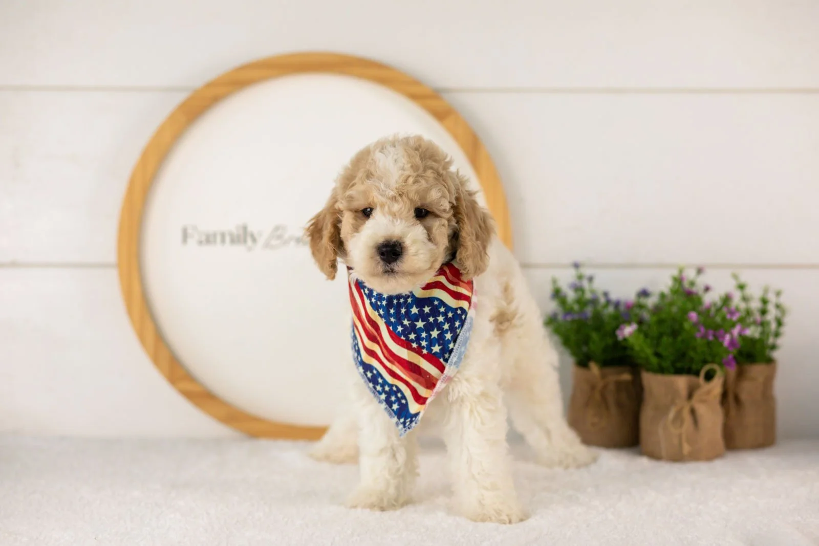 Dirby goldendoodle for sale(2).jpg