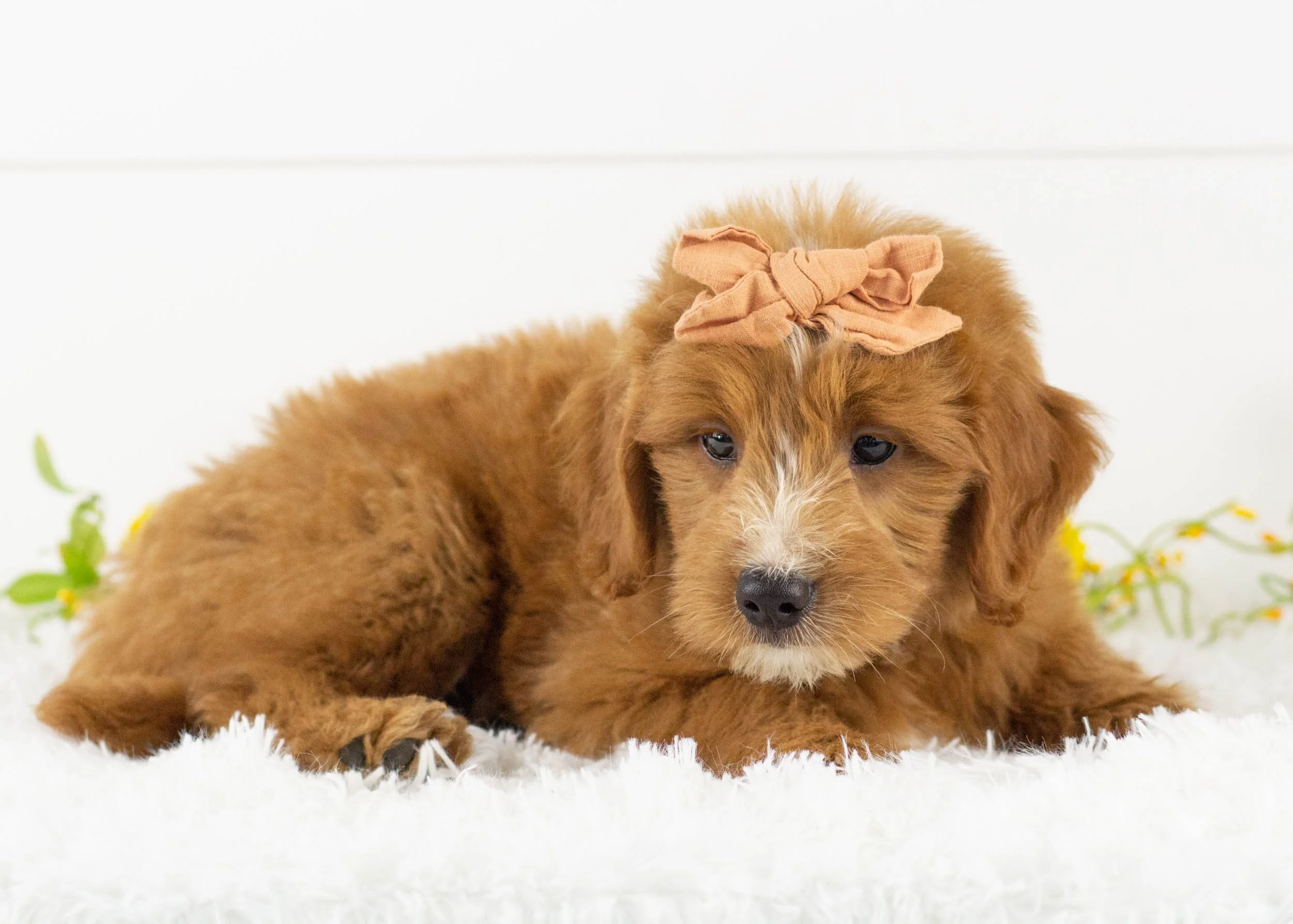 Waffles goldendoodle for sale(2).jpg