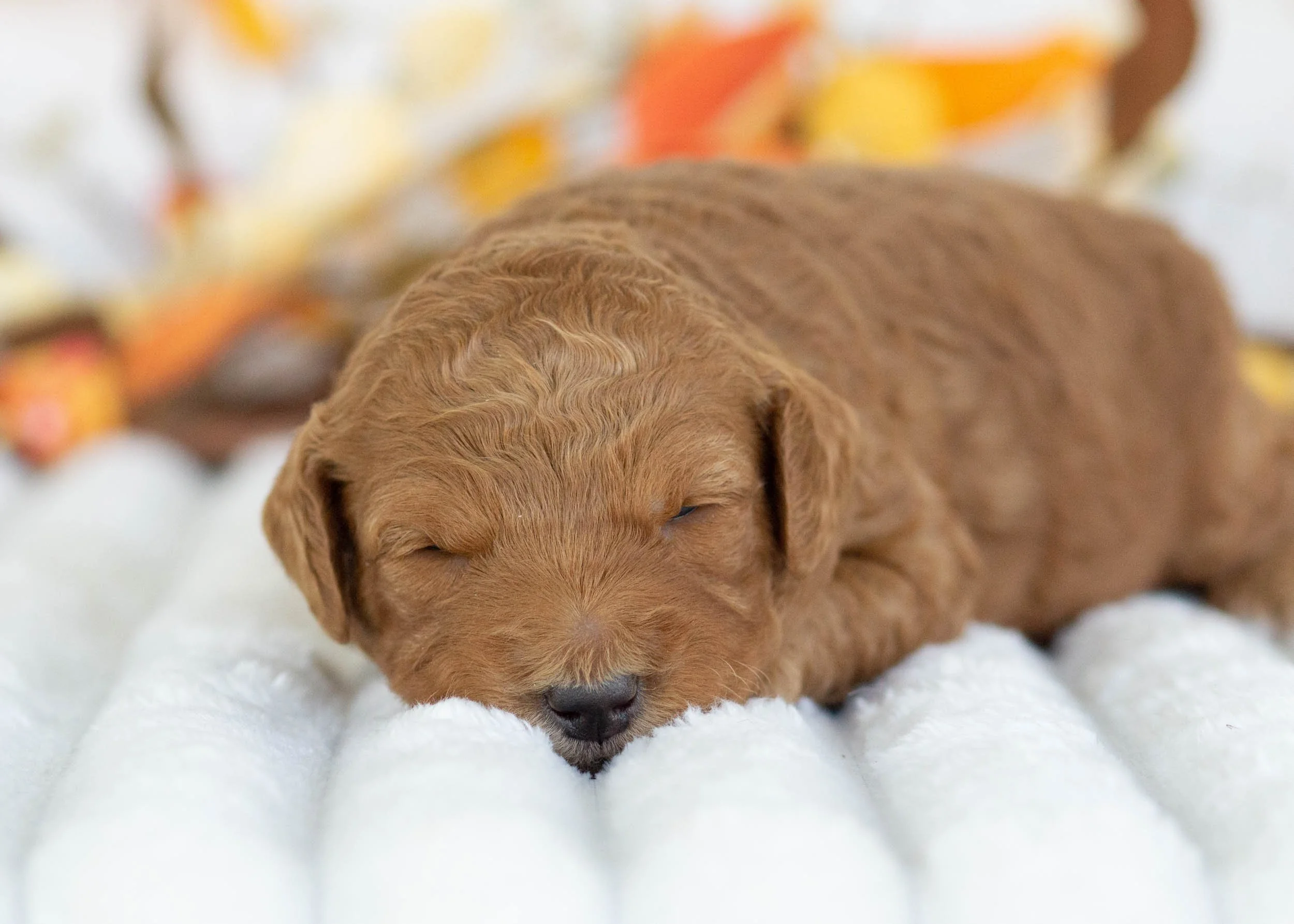 Chanel goldendoodle for sale.jpg