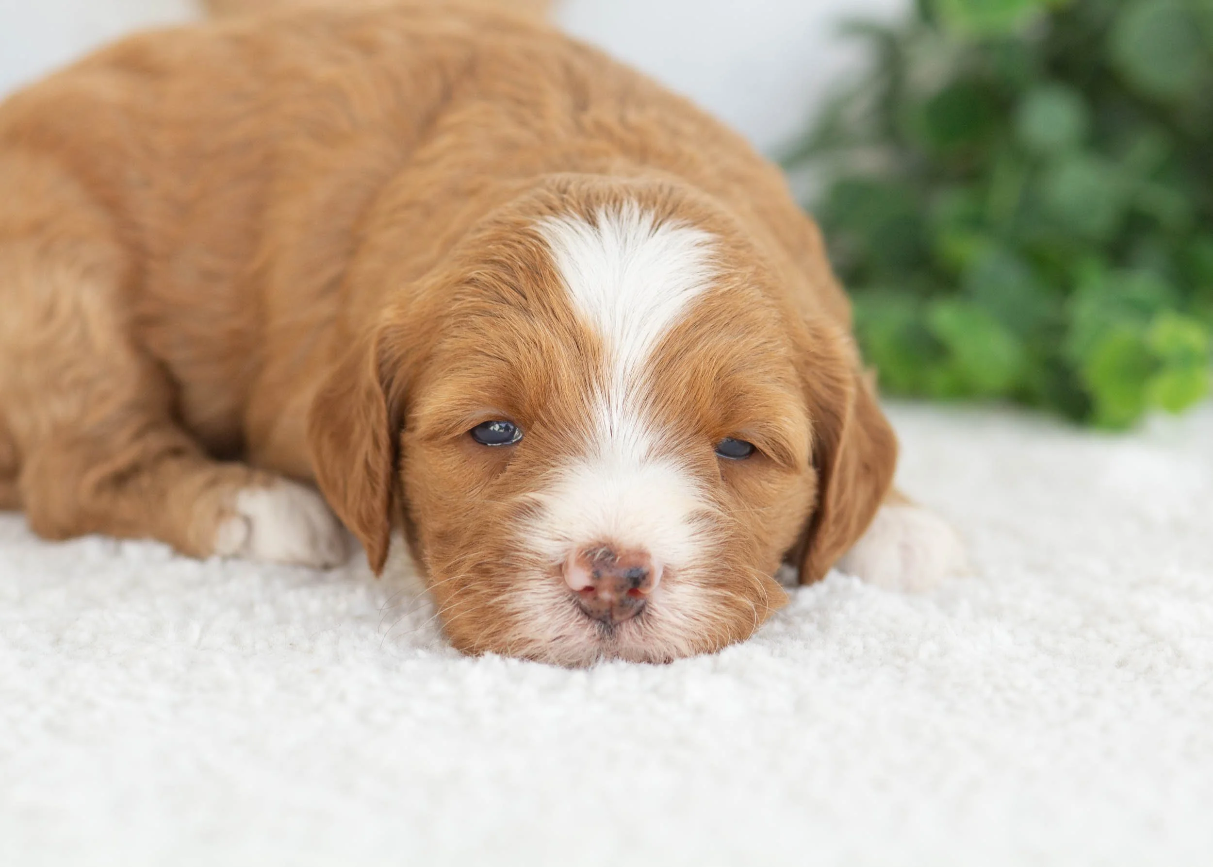 Carly Goldendoodle for sale(1).jpg