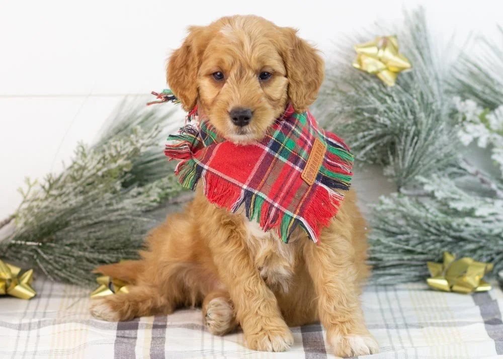Pecan goldendoodle for sale.jpg