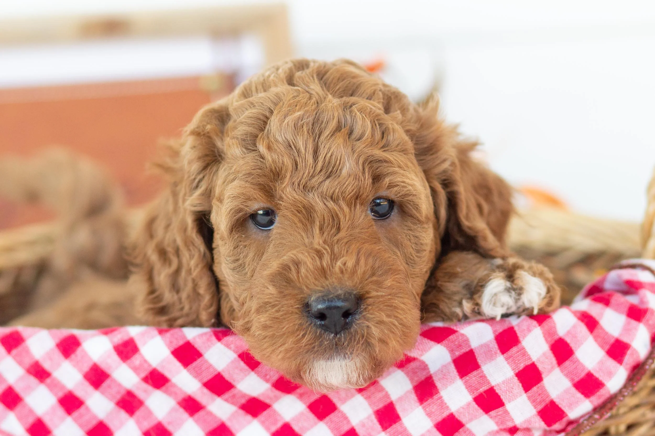 jean goldendoodle for sale(3).jpg