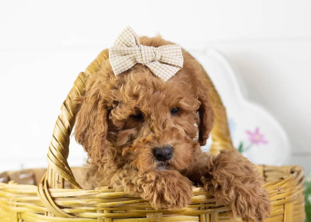 Josiah 1-1-26 Icicle 9.62-4.jpg