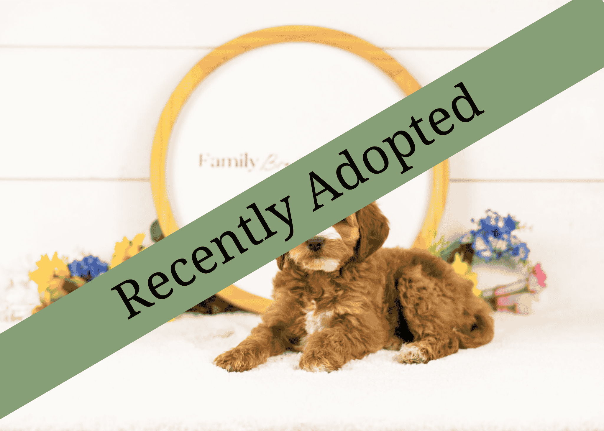 goldendoodle for sale