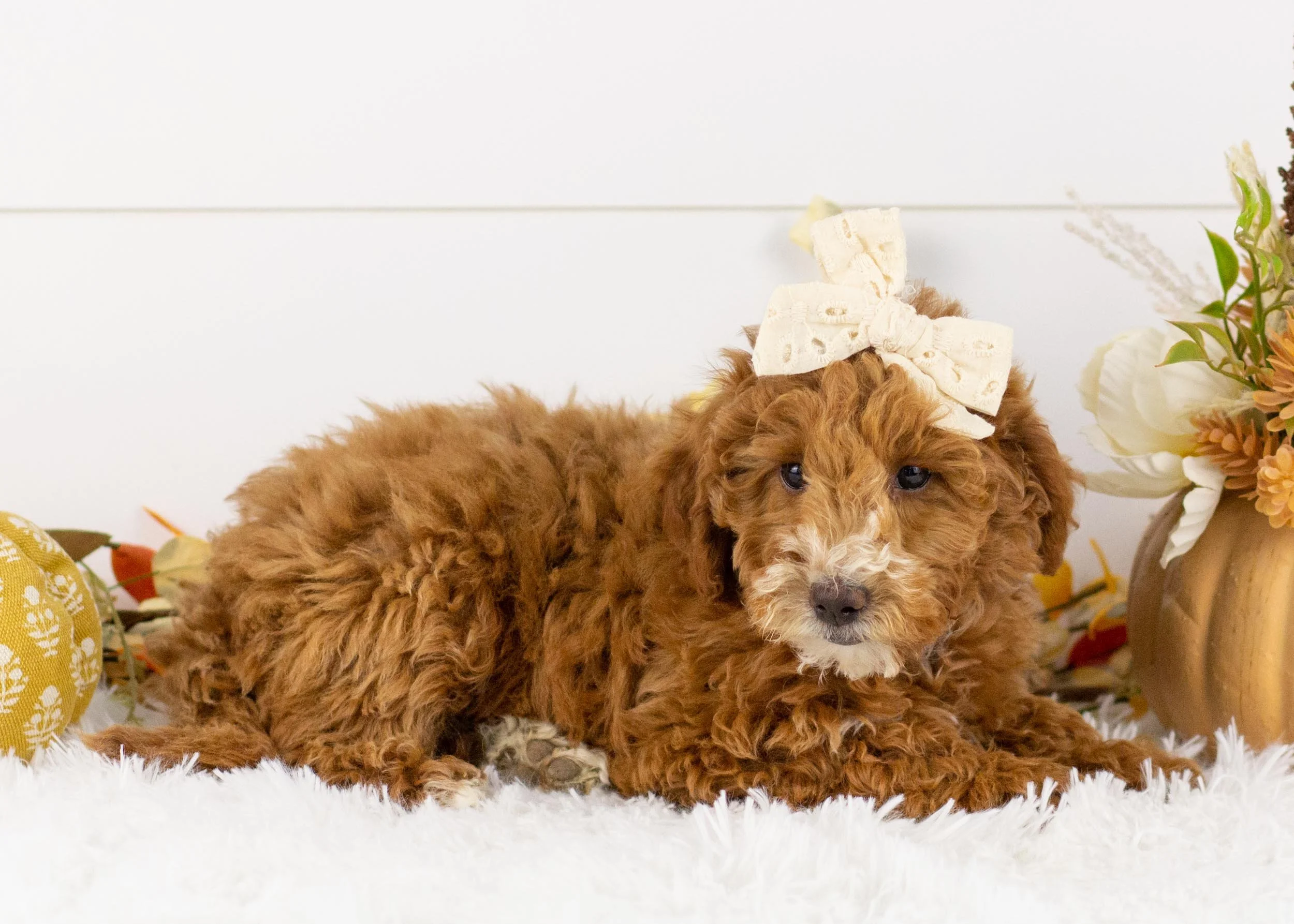 Gala goldendoodle for sale(1).jpg