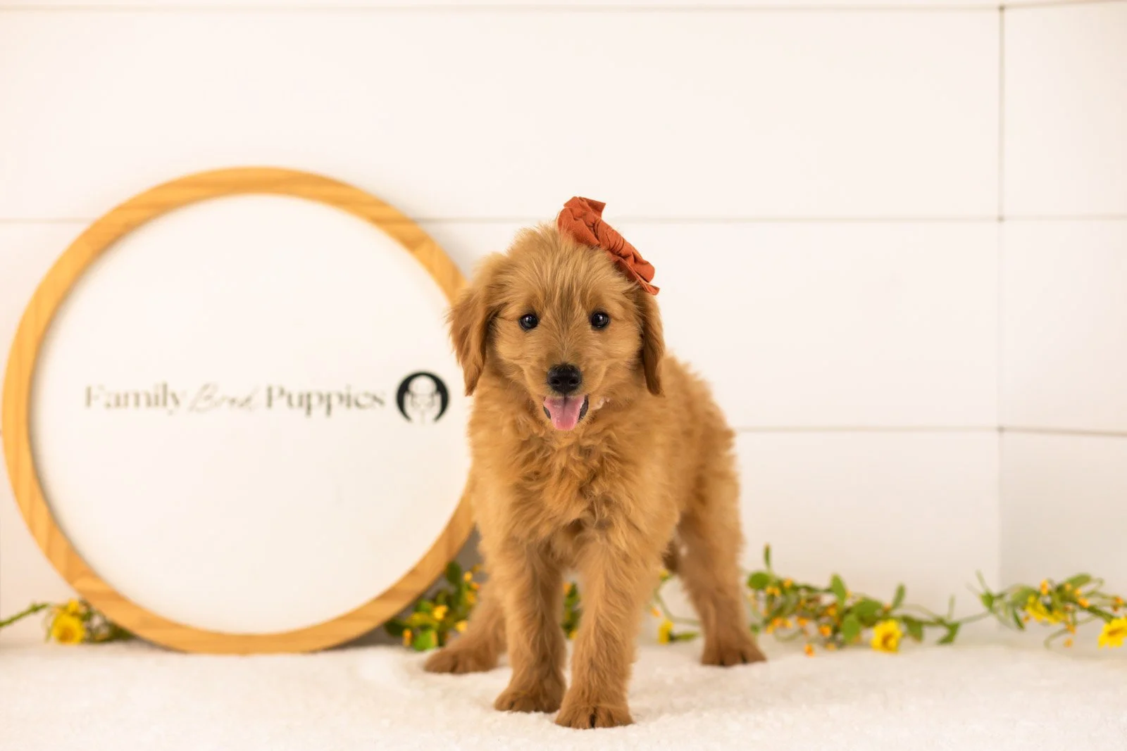 Ellie goldendoodle for sale(1).jpg