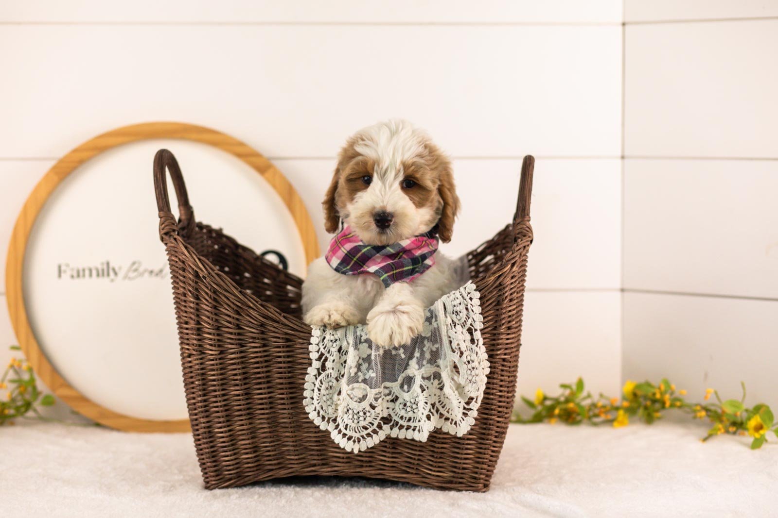 Dominic goldendoodle for sale(3).jpg
