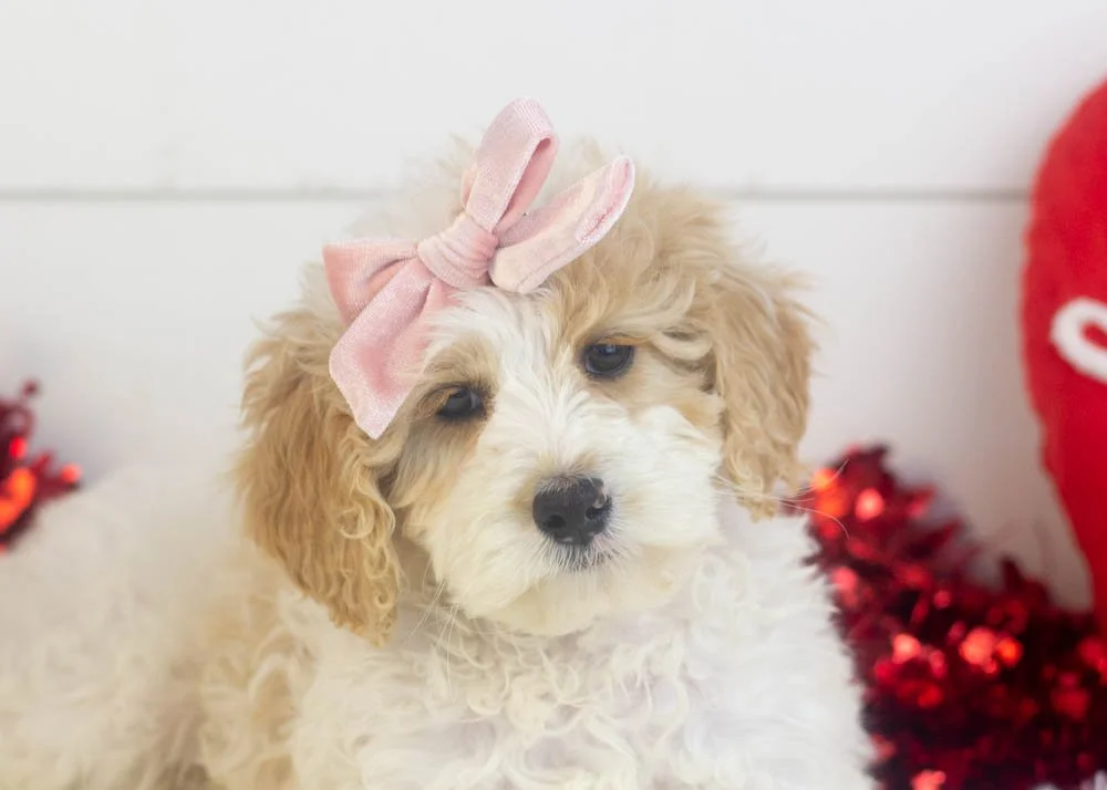 Honey goldendoodle for sale(2).jpg