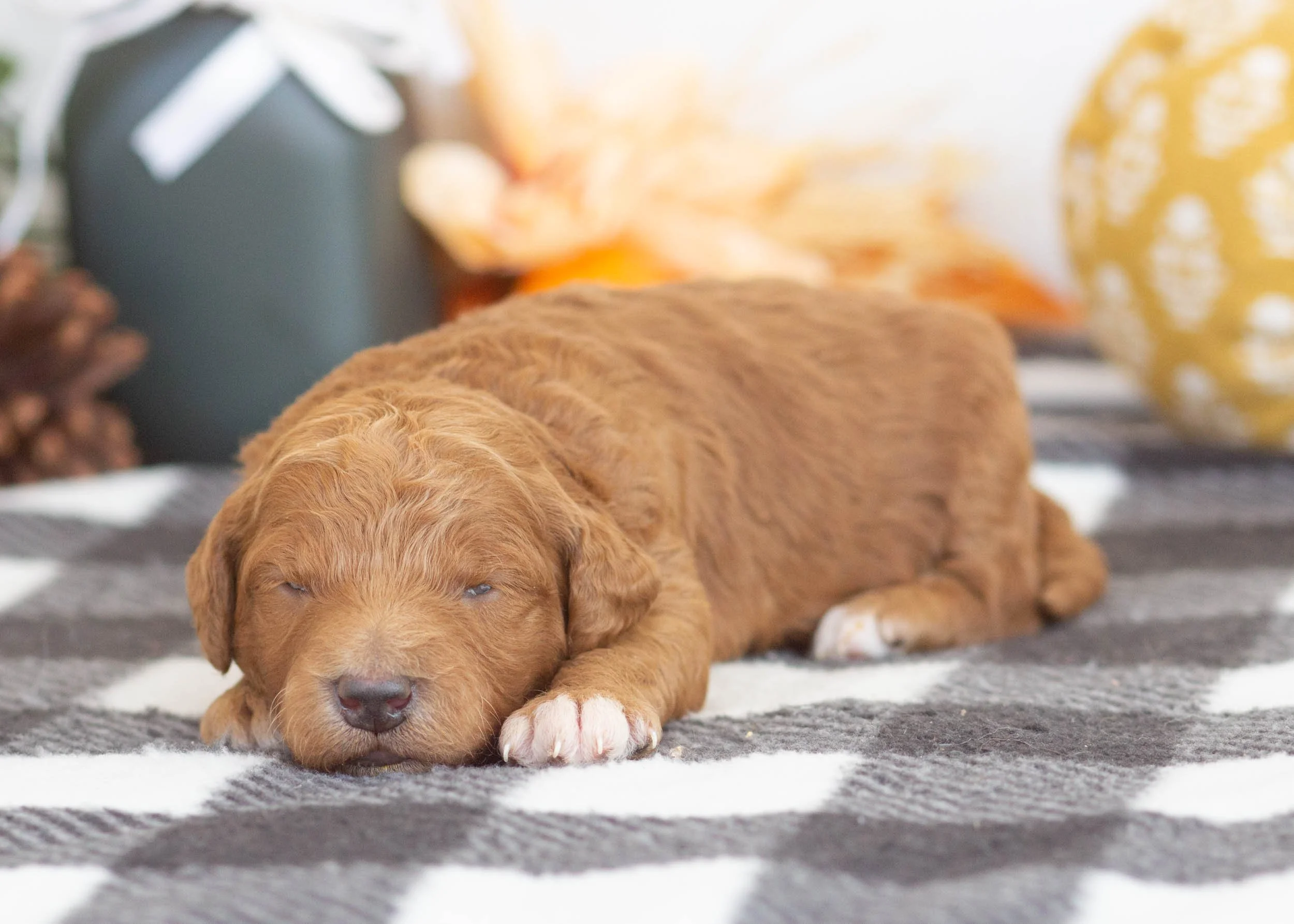 Lovey goldendoodle for sale.jpg