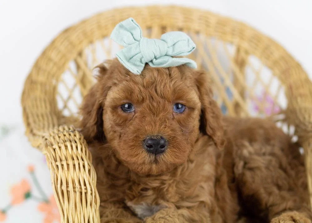 goldendoodle for sale