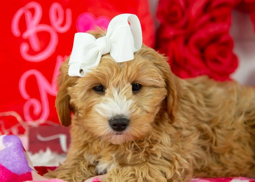 jingle goldendoodle for sale(1).jpg