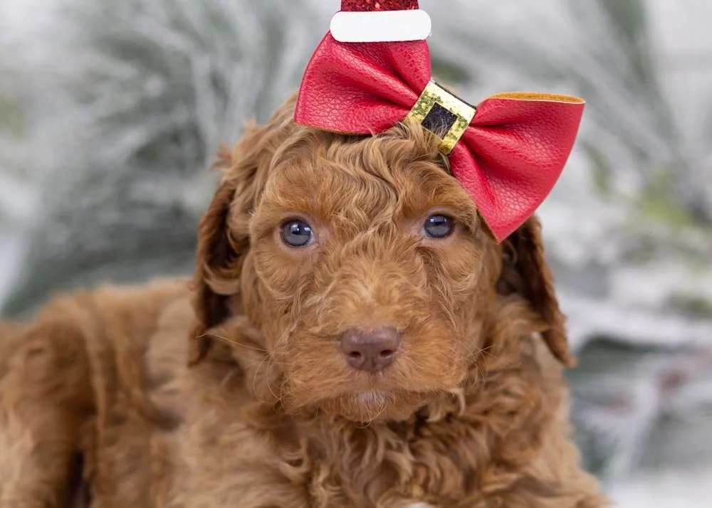 Laker goldendoodle for sale(1).jpg