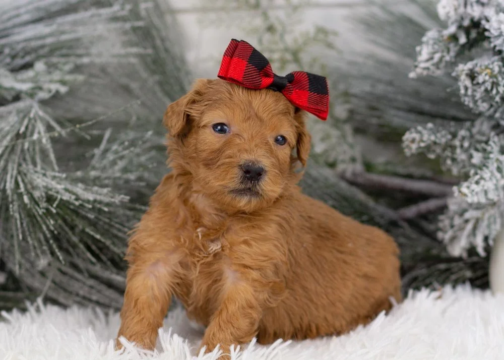 Lynx goldendoodle for sale(3).jpg