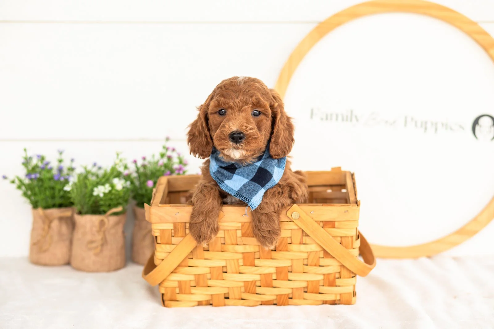 Alex goldendoodle for sale(4).jpg