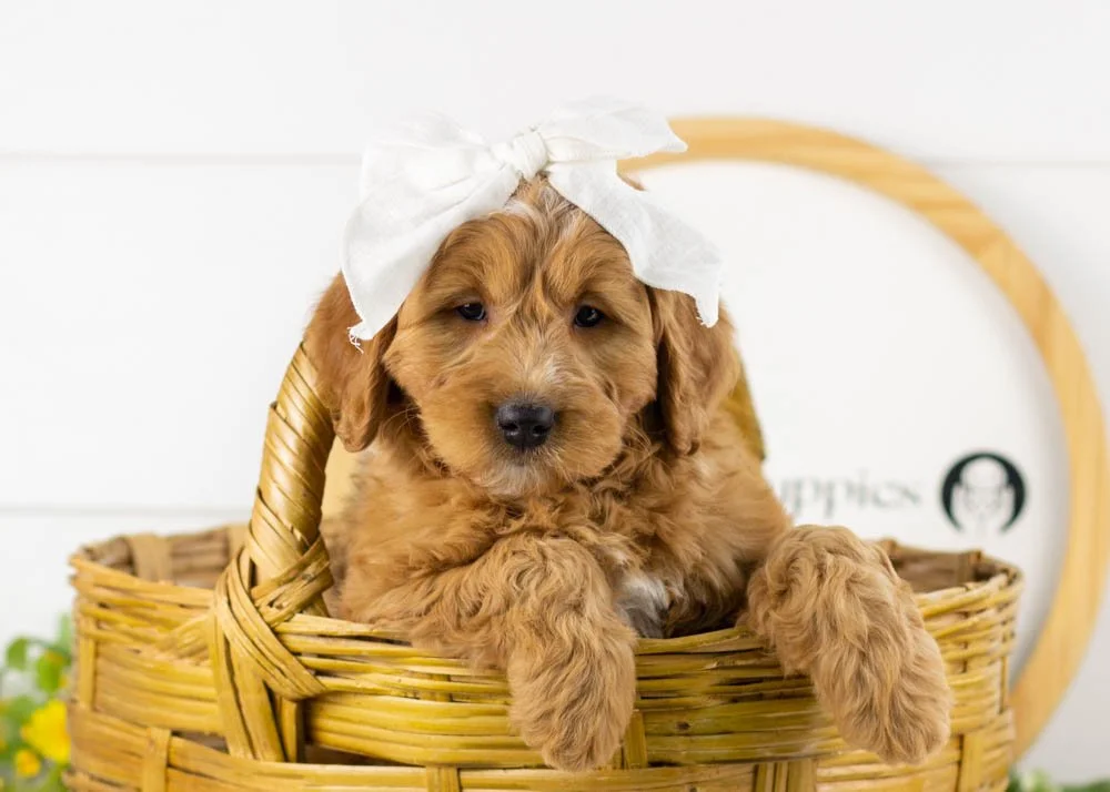 goldendoodle for sale