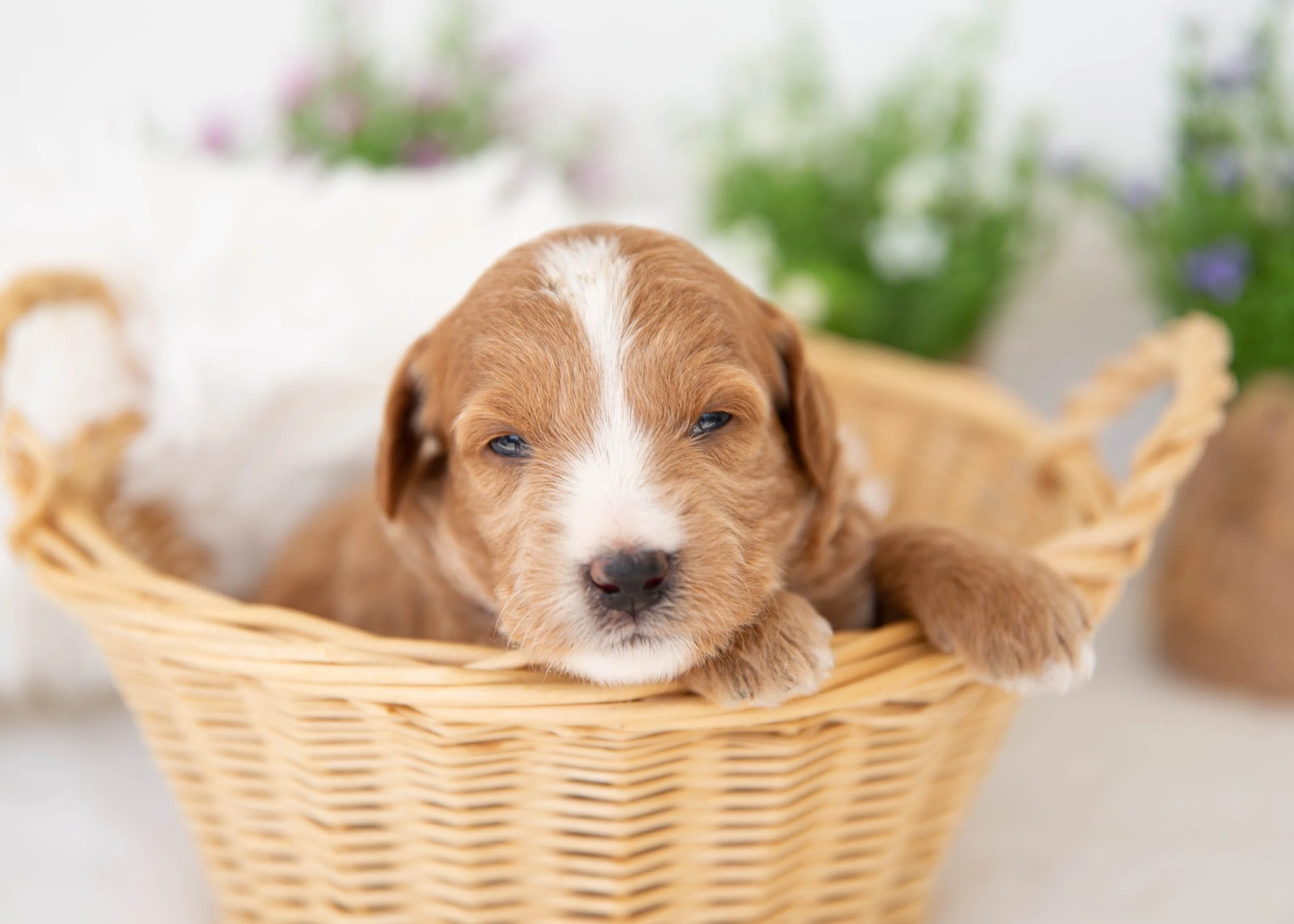 Sorbet Goldendoodle for sale(3).jpg