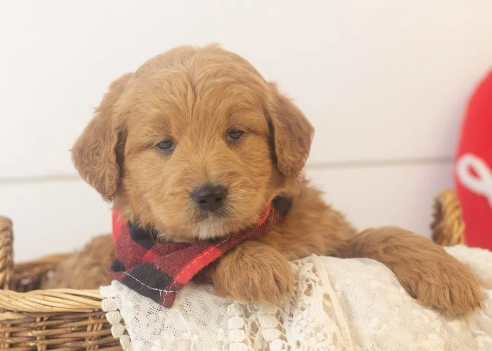 Rolo goldendoodle for sale(1).jpg