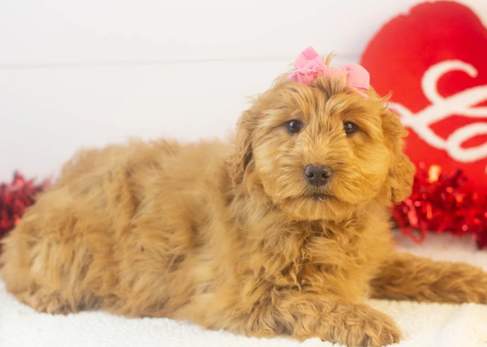 lynx goldendoodle for sale.jpg