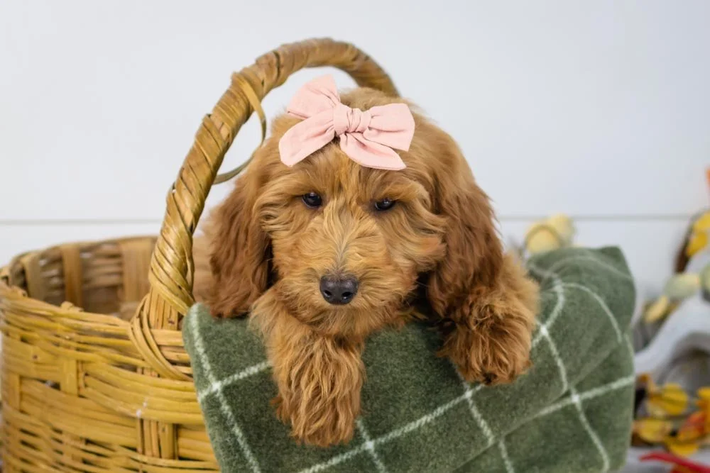 goldendoodle for sale