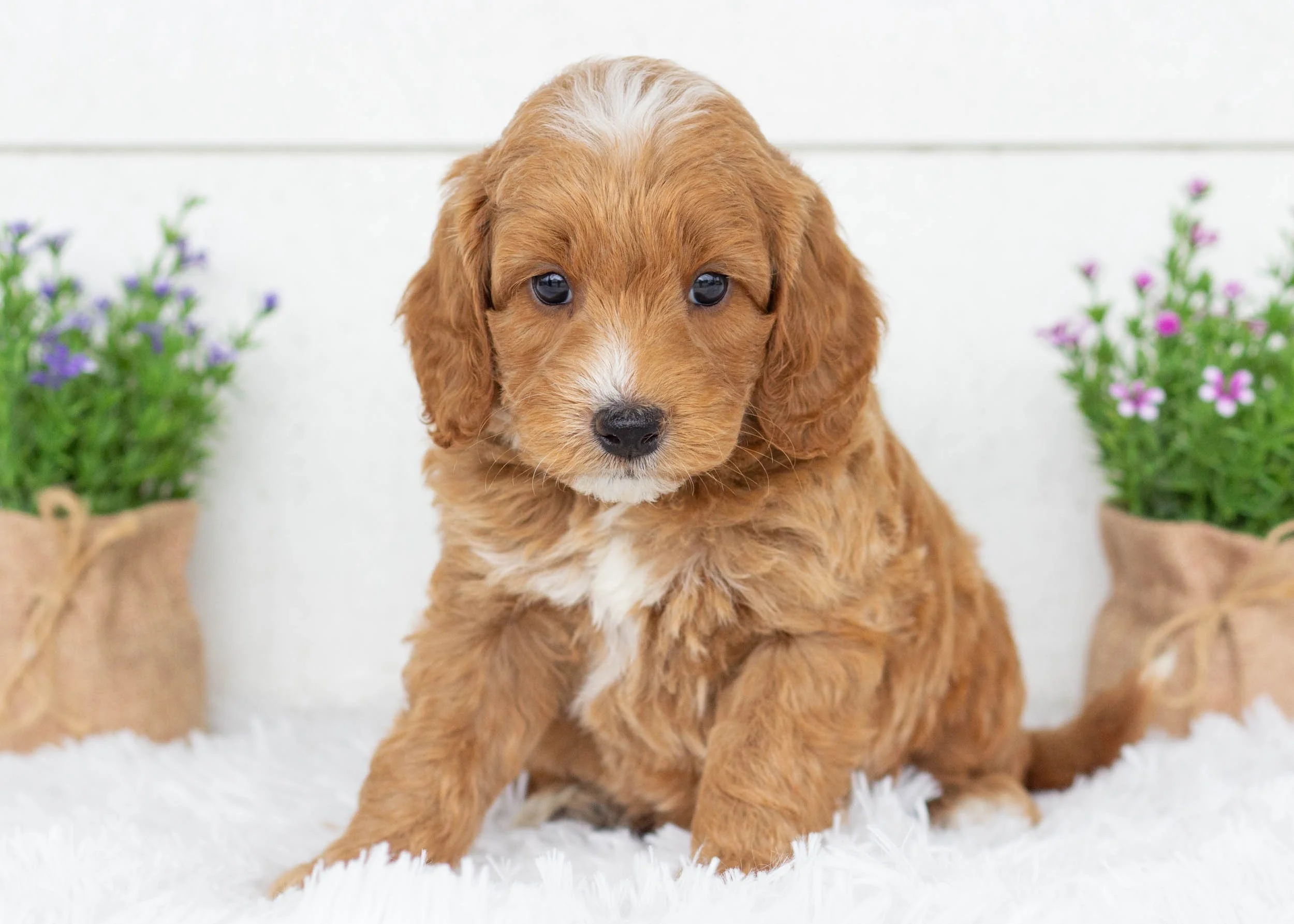 Brody goldendoodle for sale(1).jpg