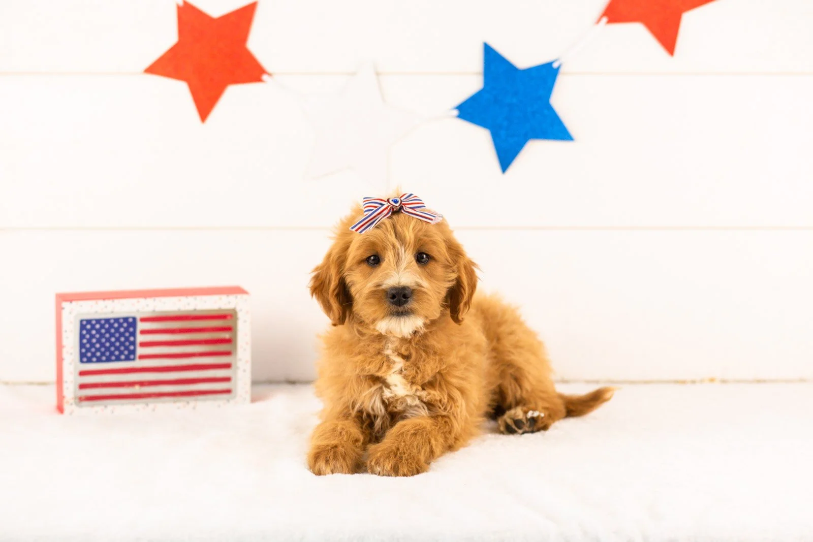 Phoebe goldendoodle for sale(1).jpg