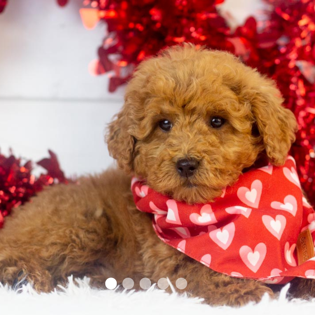 Copy of FBP Design.png