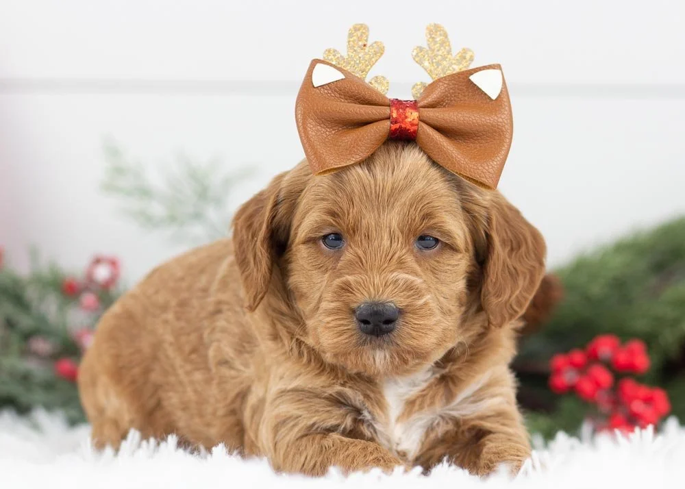 Brownie goldendoodle for sale(1).jpg
