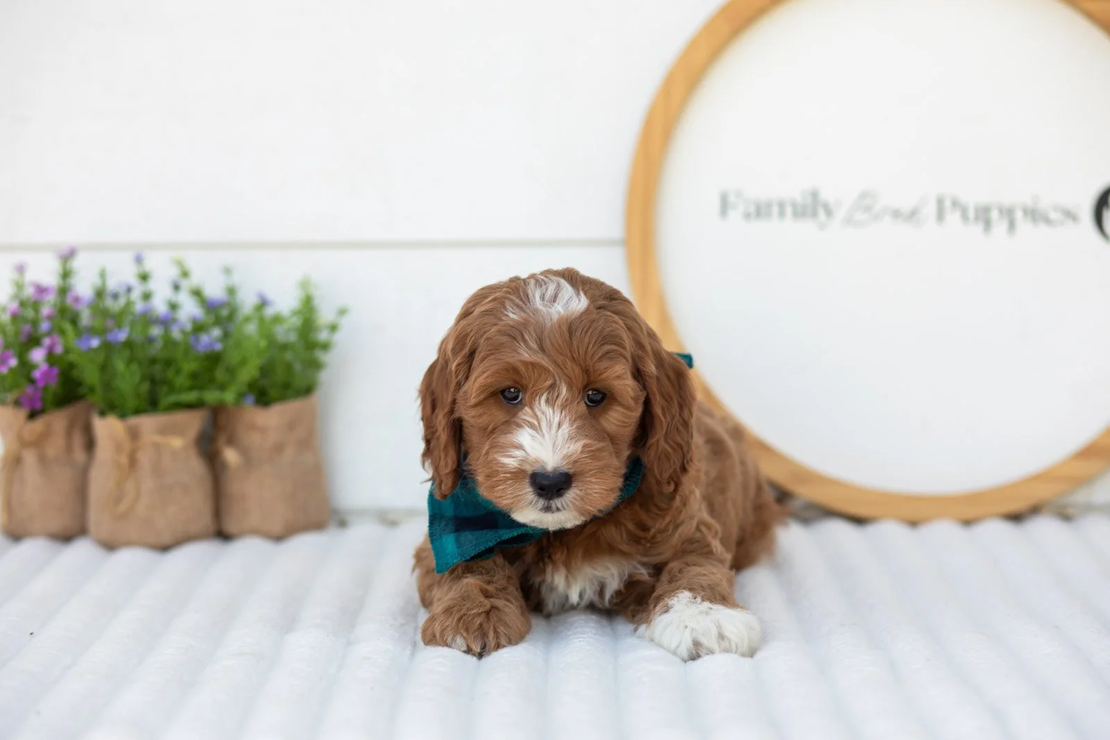Gouda goldendoodle for sale(1).jpg