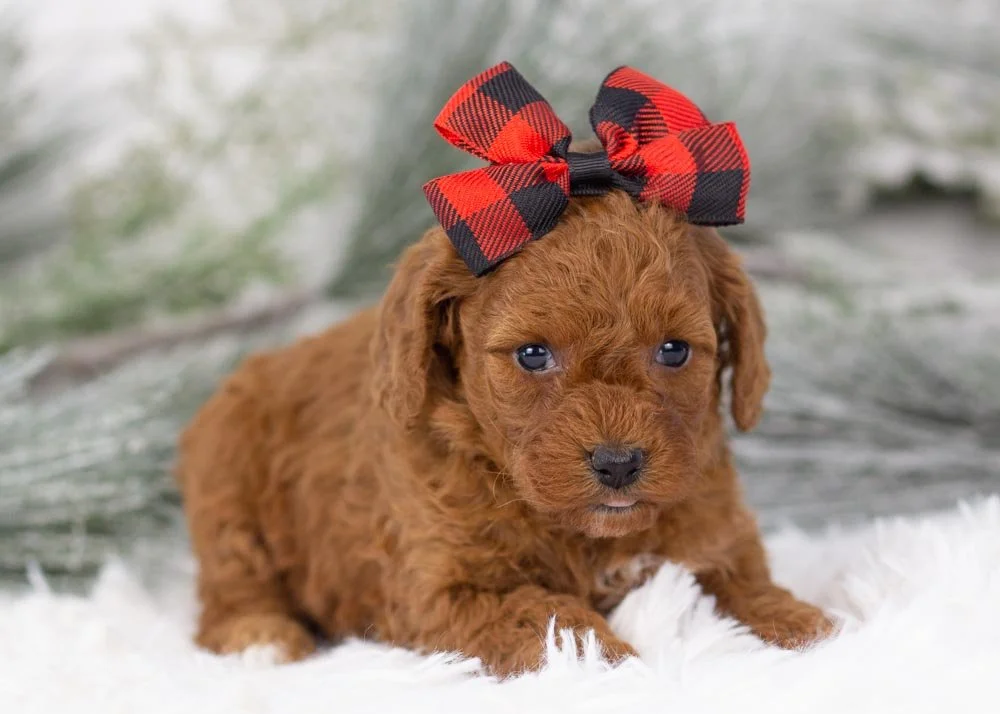 Raven goldendoodle for sale(2).jpg