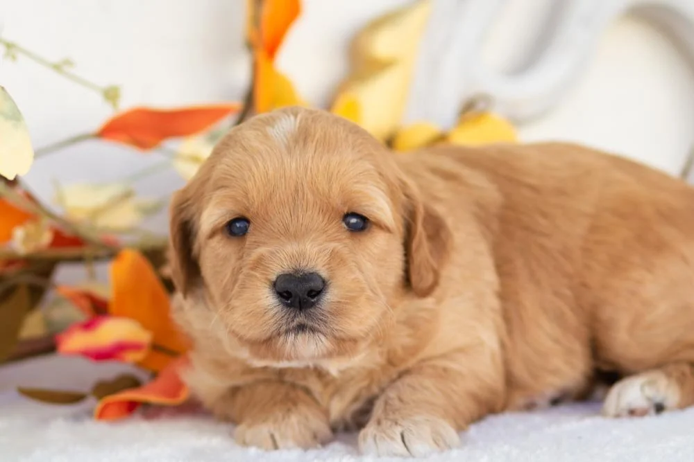 goldendoodle for sale