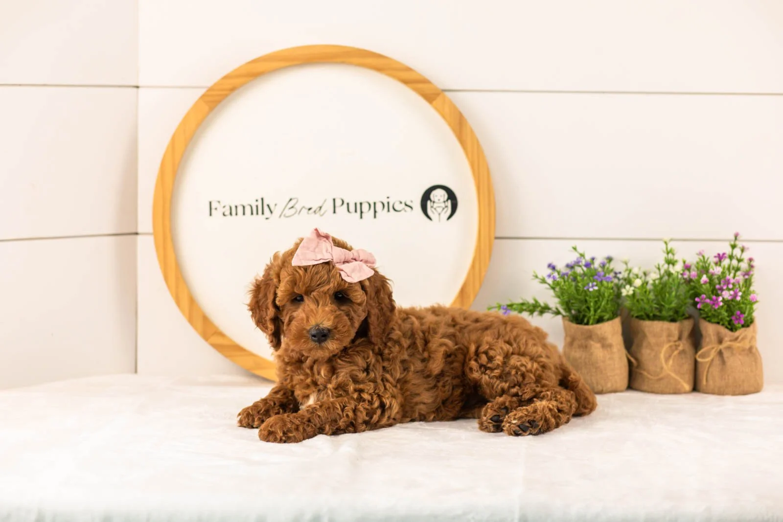 Mallory goldendoodle for sale.jpg
