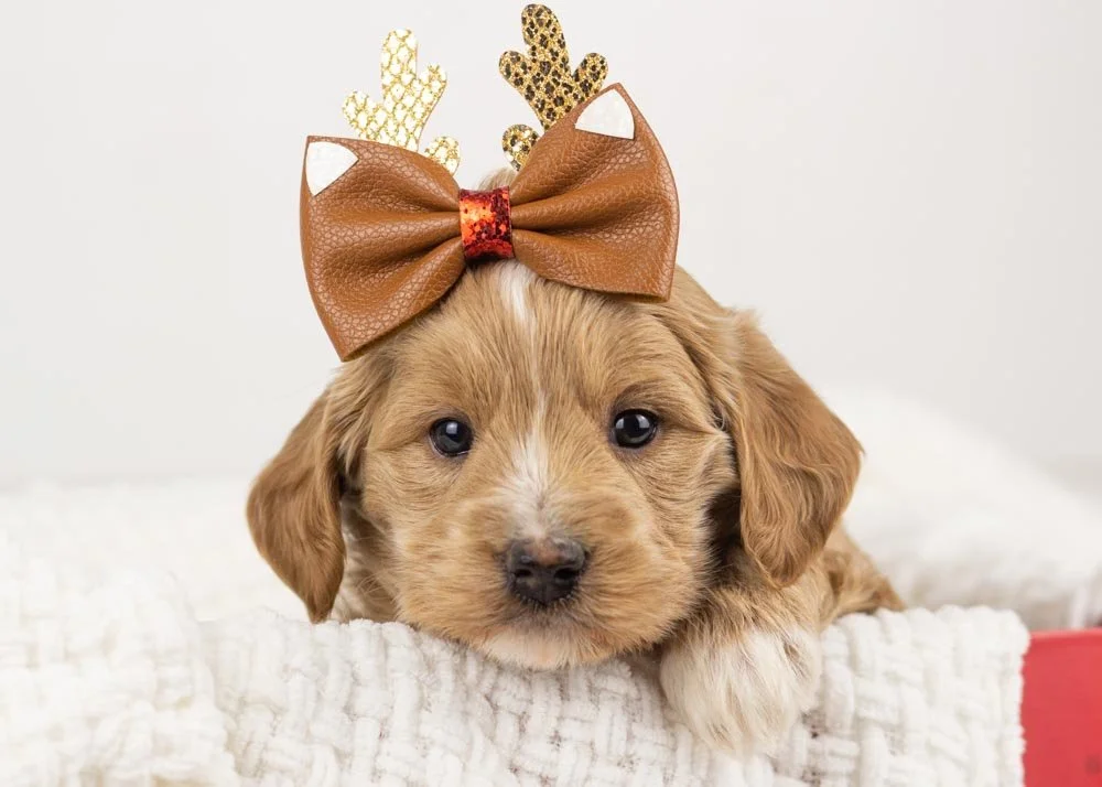 Elphaba goldendoodle for sale.jpg