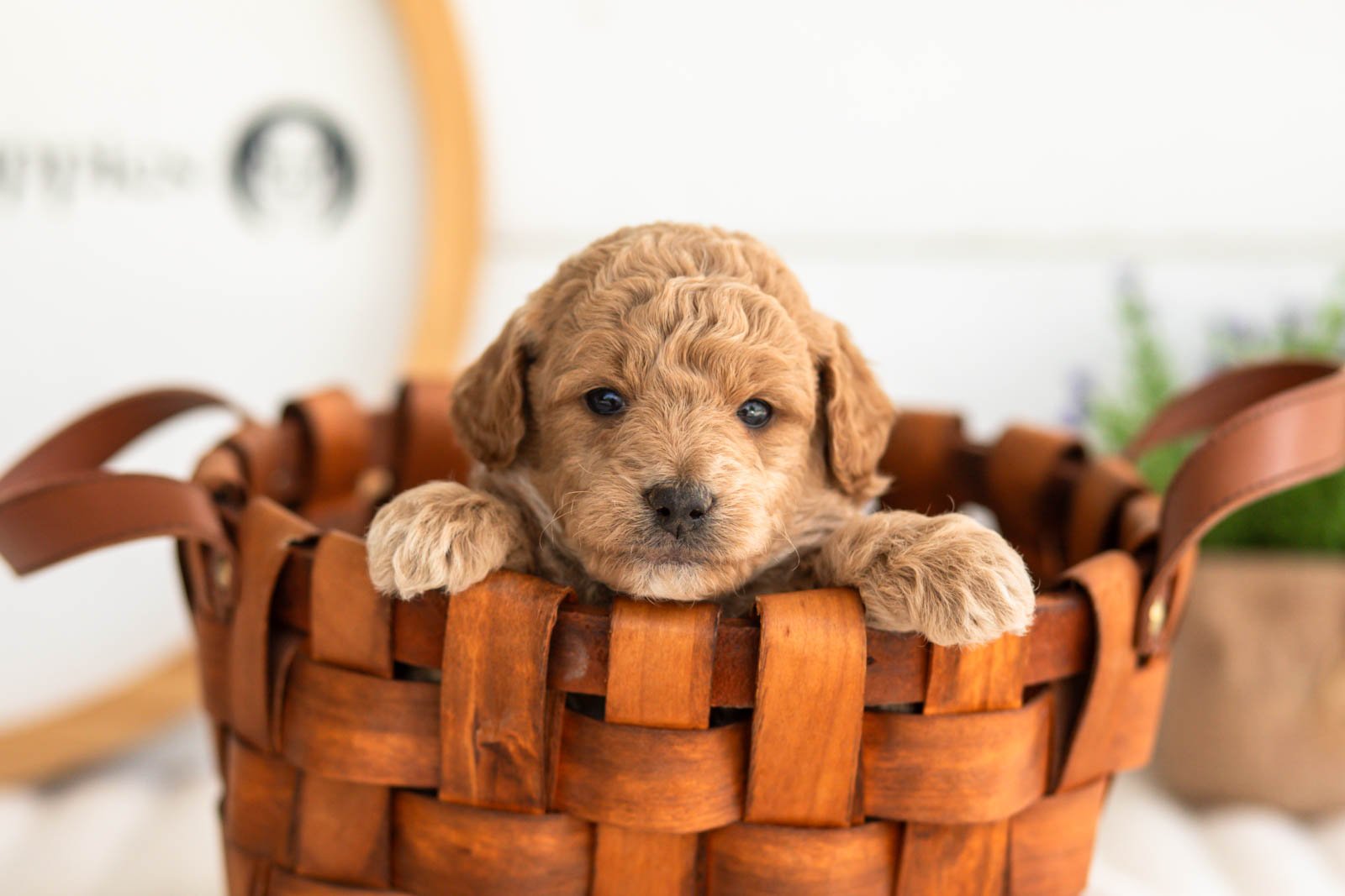Fin goldendoodle for sale(1).jpg