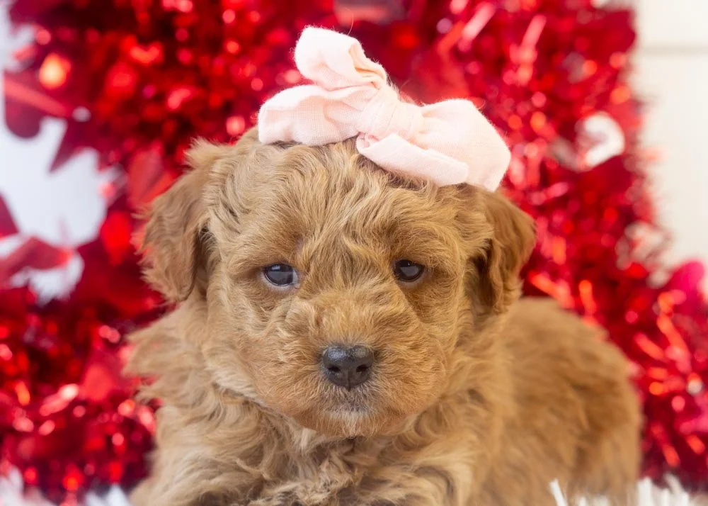Rose goldendoodle for sale(3).jpg