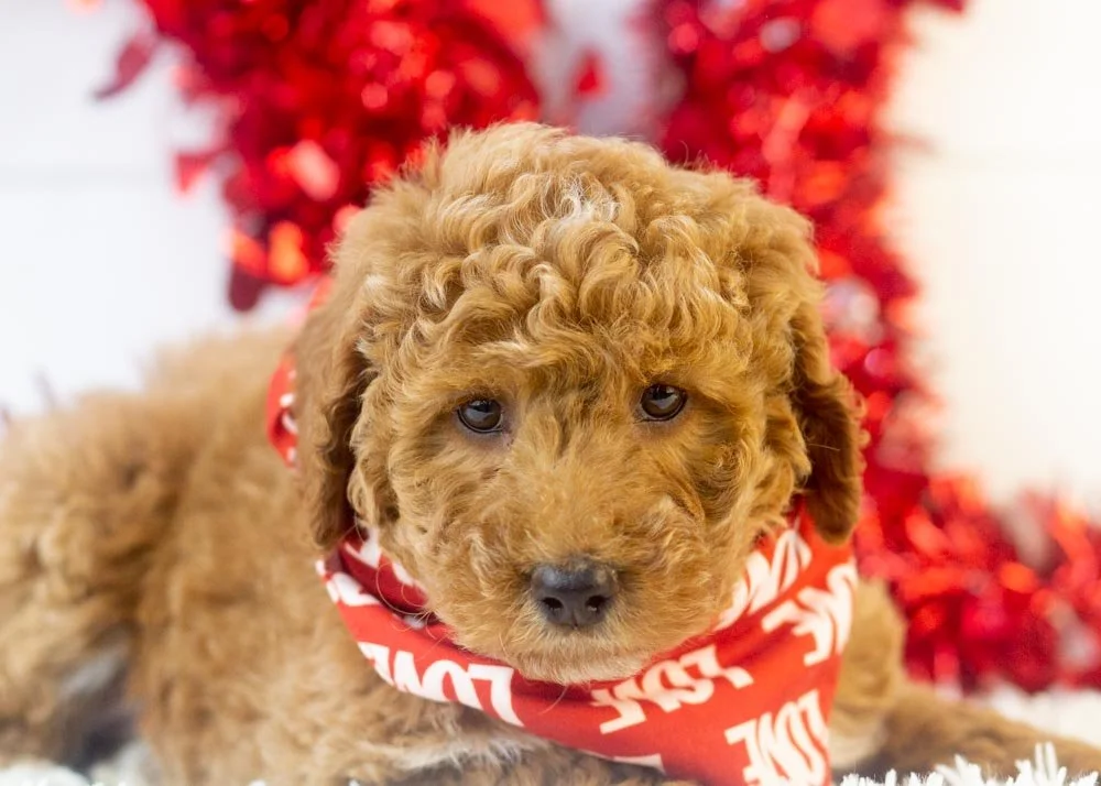 Bandit goldendoodle for sale(1).jpg