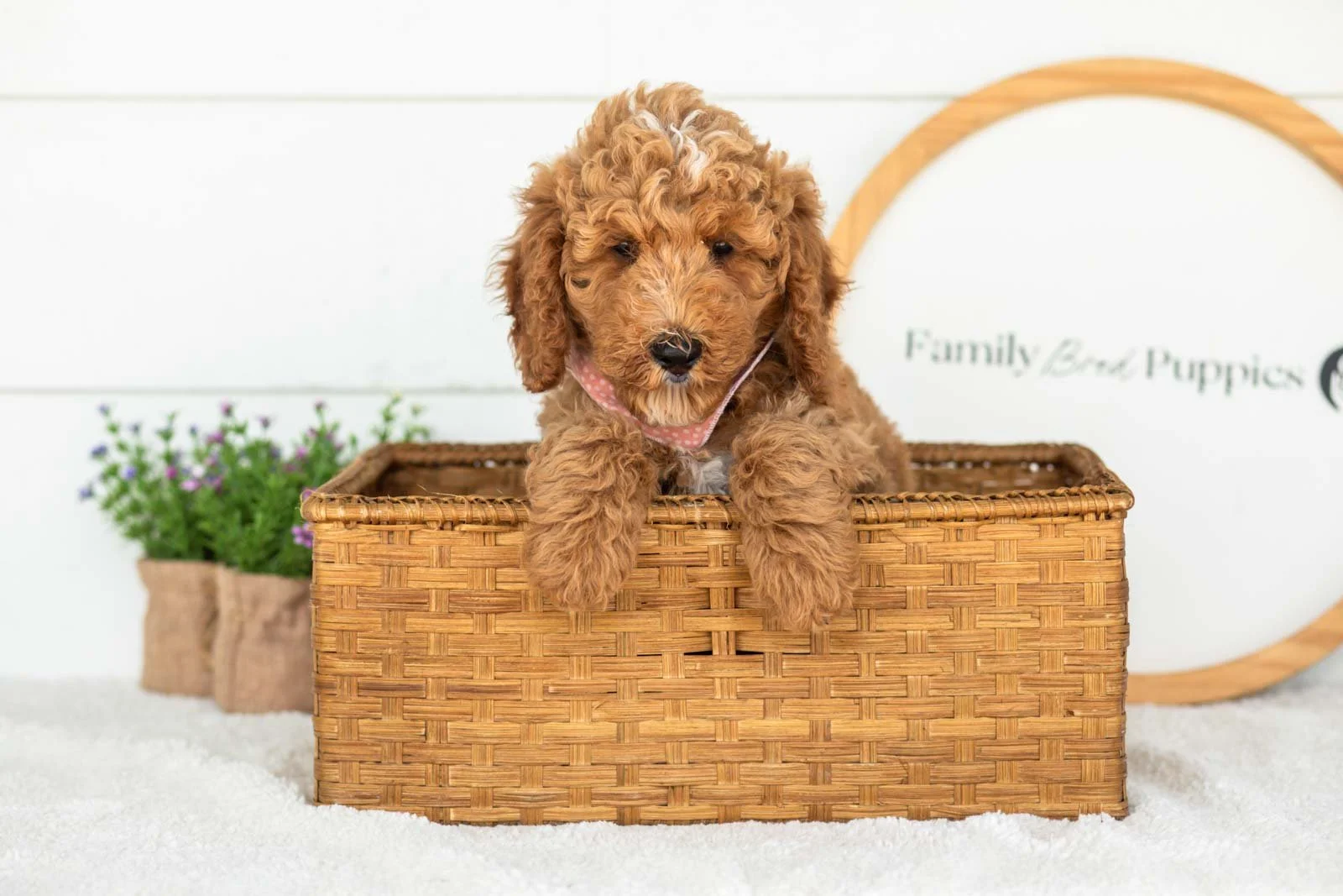 Ham goldendoodle for sale(3).jpg