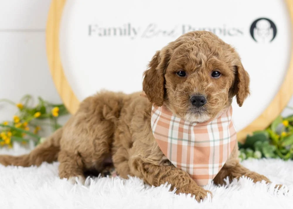 Frosty goldendoodle for sale(1).jpg