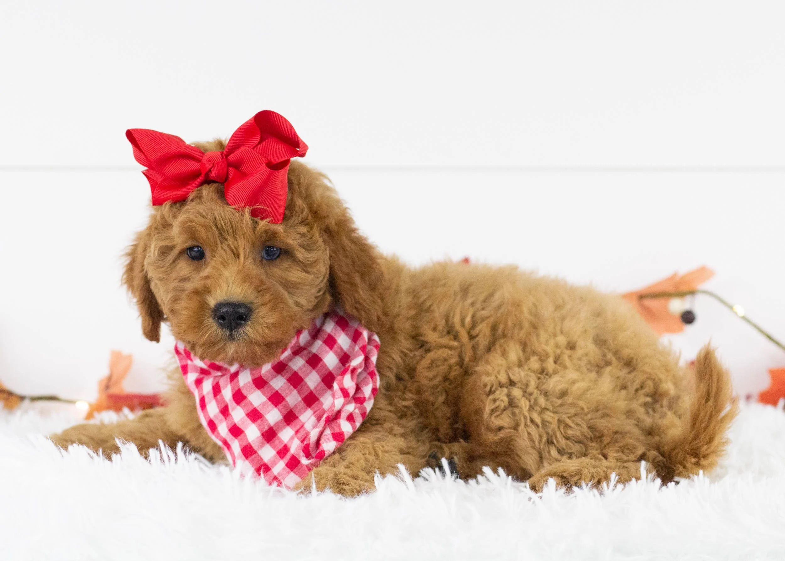 Cove goldendoodle for salejpg(1).jpg