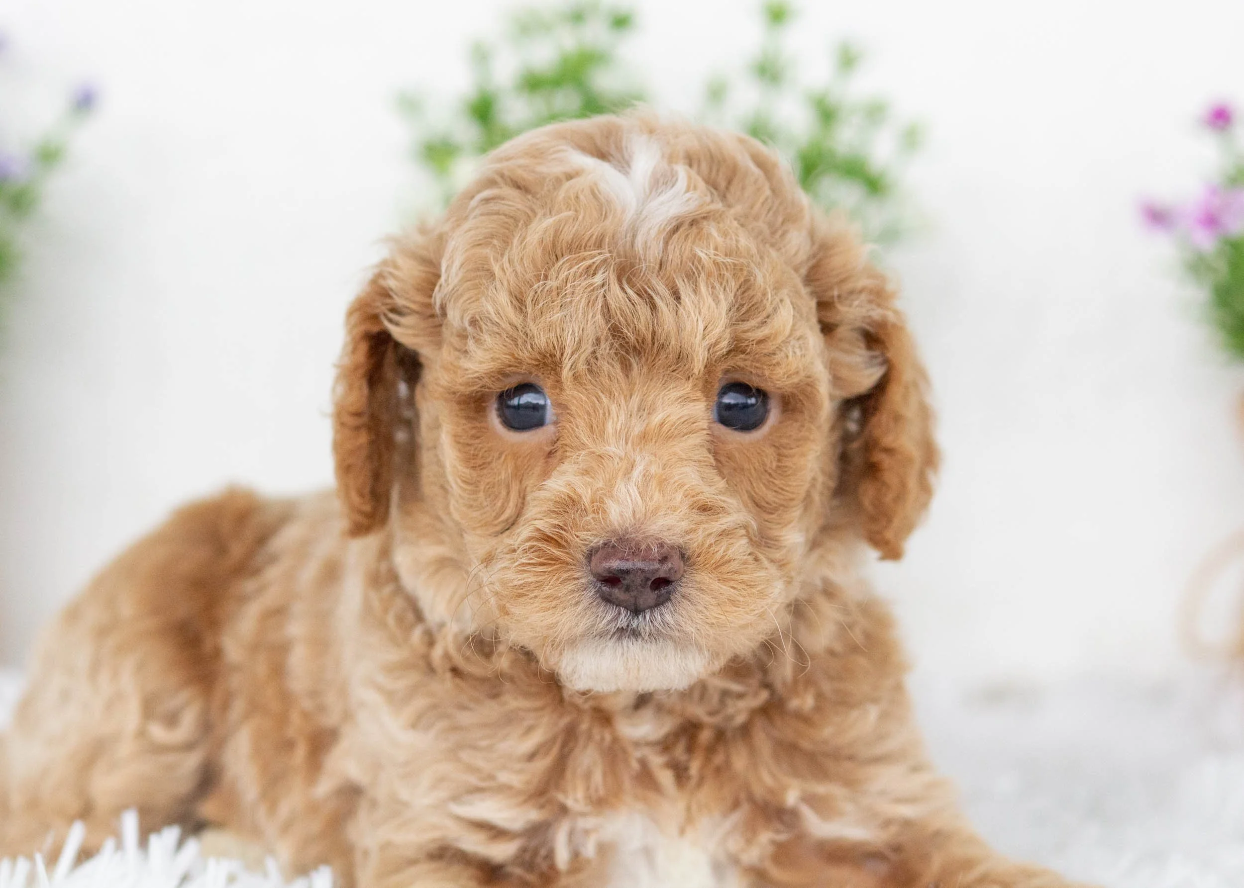 Charles goldendoodle for sale.jpg