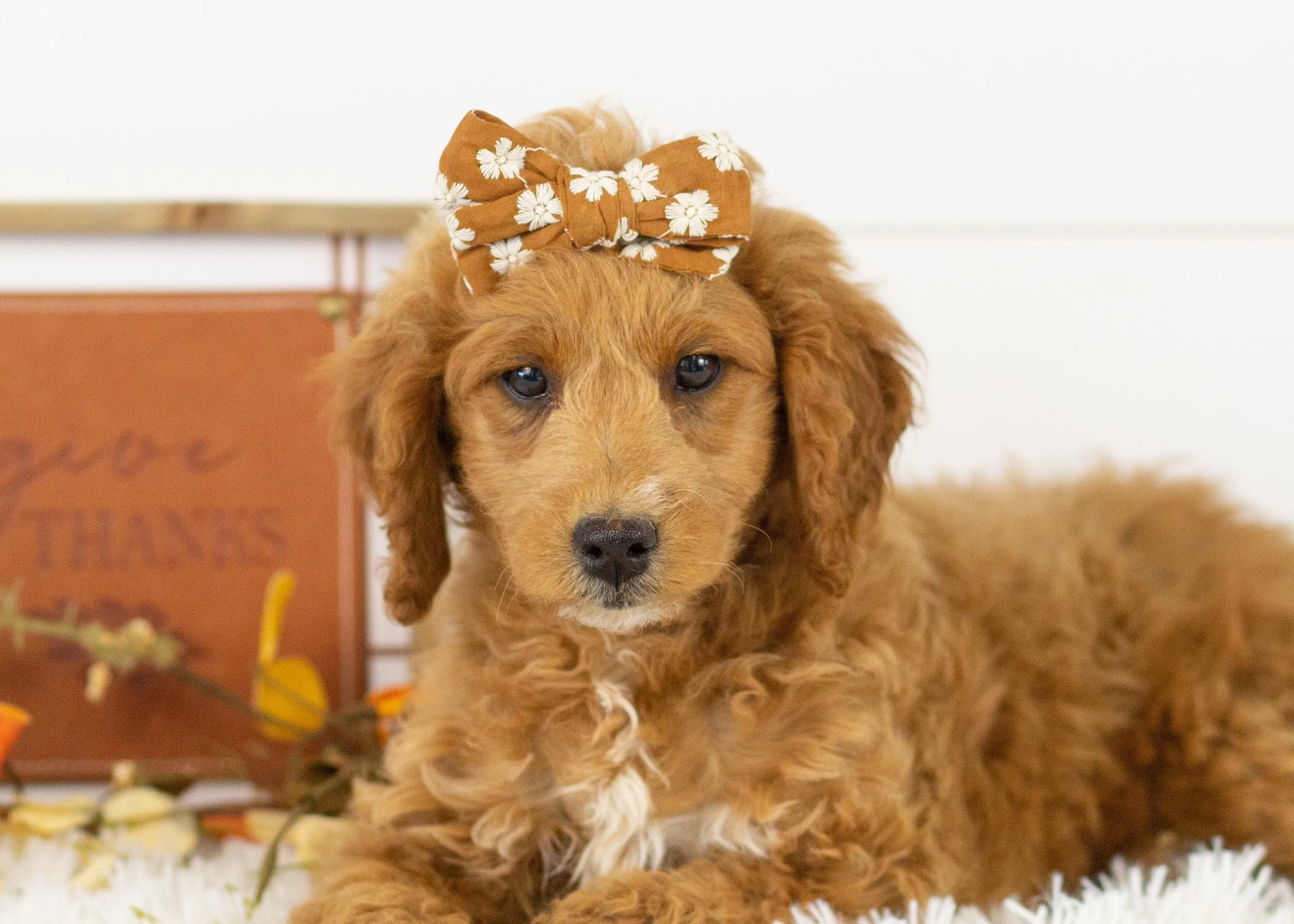 Lola goldendoodle for sale(2).jpg