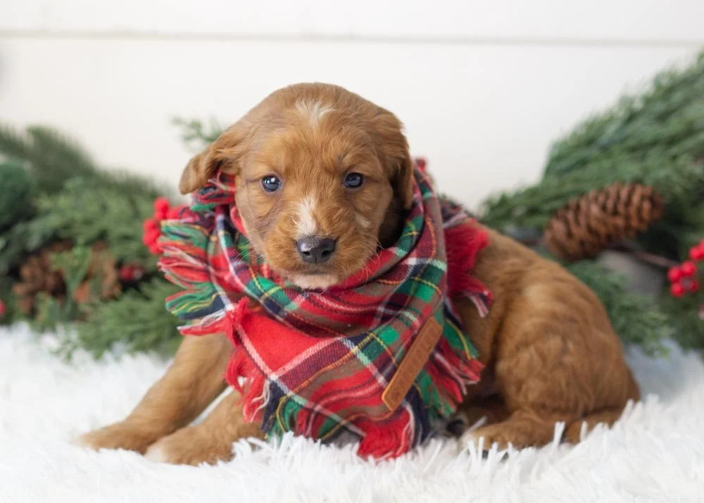 Almond goldendoodle for sale.jpg