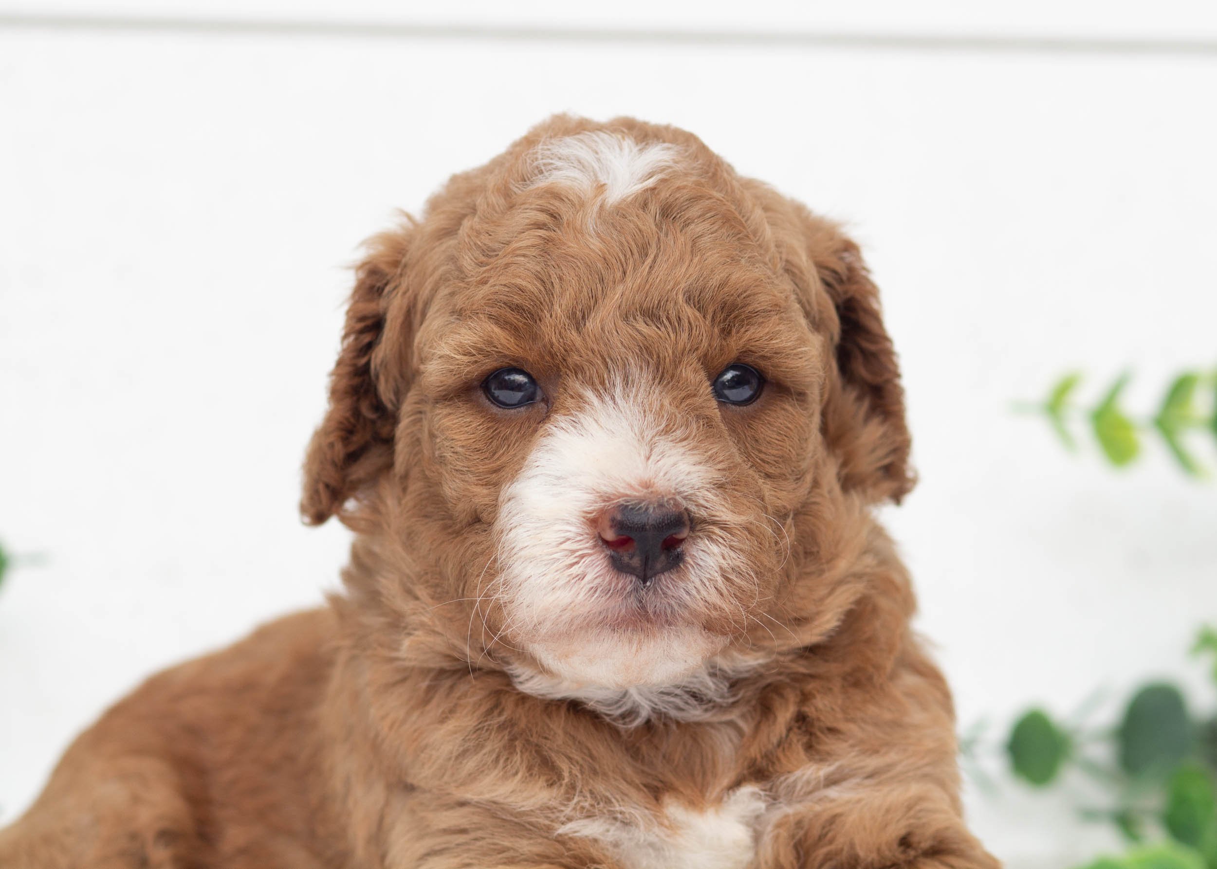 Lenny Goldendoodle For Sale(1).jpg